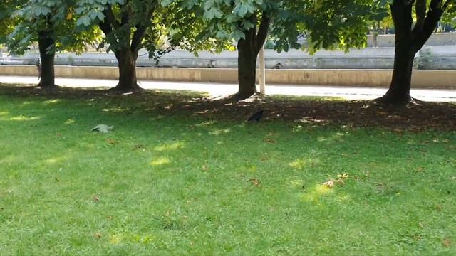 #калининград моё мини путешествие душой. смотреть онлайн