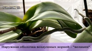 Воздушные корни у орхидеи - ОБРЕЗАТЬ или НЕТ - У Орхидеи Торчат Корни