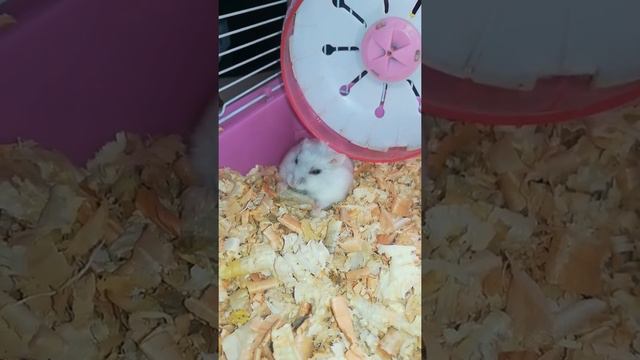 #hamster #хомяк #клетка #люблю #животные #домашниеживотные #люблюпоесть#джунгарик #pets#топ#топчик смотреть онлайн