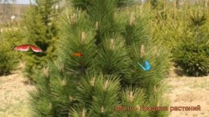 Сосна черная (pinus nigra) ? черная сосна обзор: как сажать, саженцы сосны
