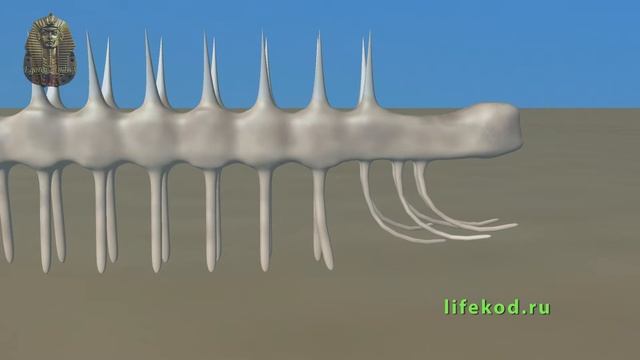 Всемирная история. Скелеты, Галлюцигения, Аномалокарис смотреть онлайн