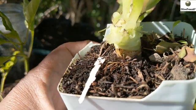 Growing Aeonium Arboreum from Cuttings смотреть онлайн