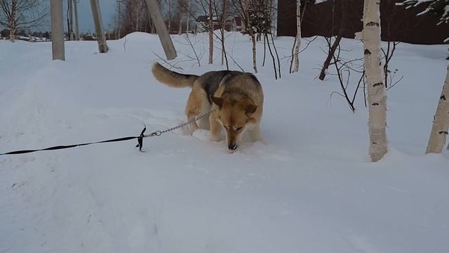 Лайка Западно сибирская смотреть онлайн