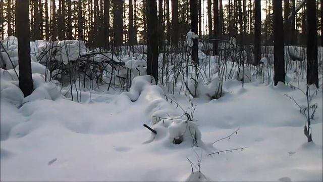 Валежник г.Сухой лог Правила сбора валежника в Свердловской области смотреть онлайн