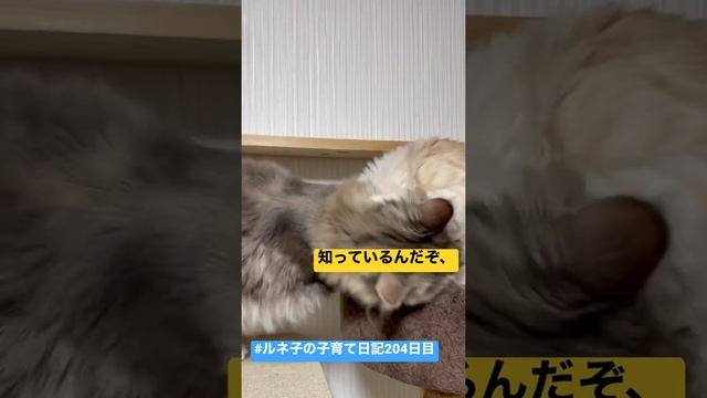 #ルネ子の子育て日記204日目（ショートver.〜本日2本目‼️〜） смотреть онлайн