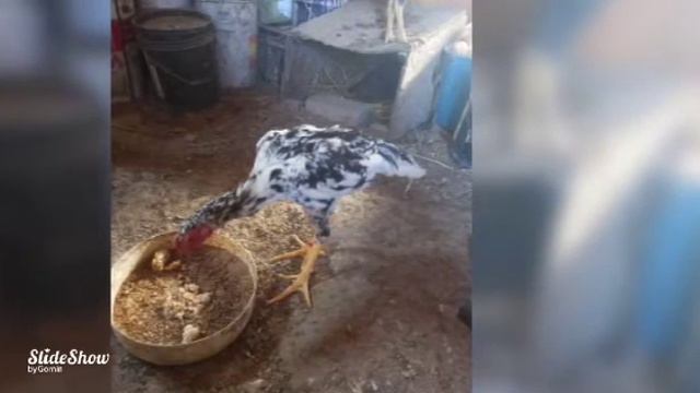 О шамо мрамор