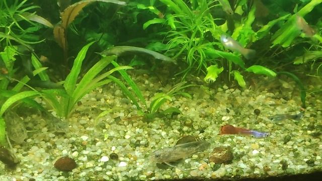 Мой аквариум 50 литров с гуппи, 01.12.2022 смотреть онлайн