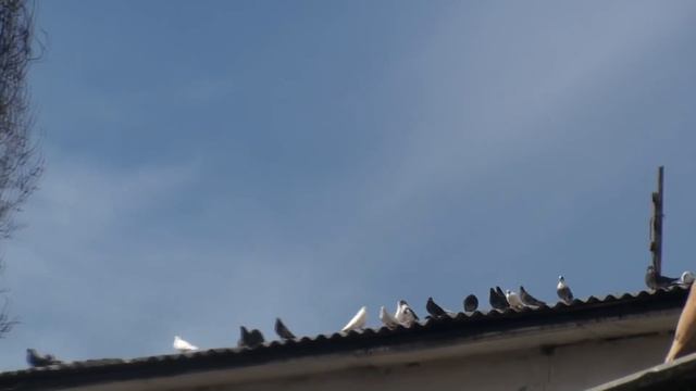 Ответ Витарке Федотову с Новоэкономическое. смотреть онлайн