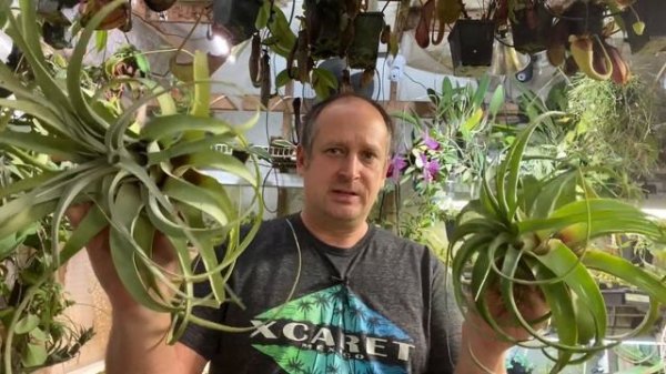 EASY TO GROW AIR PLANTS 😍 xerographica The Giant Tillandsia care tips and tricks for happy growth