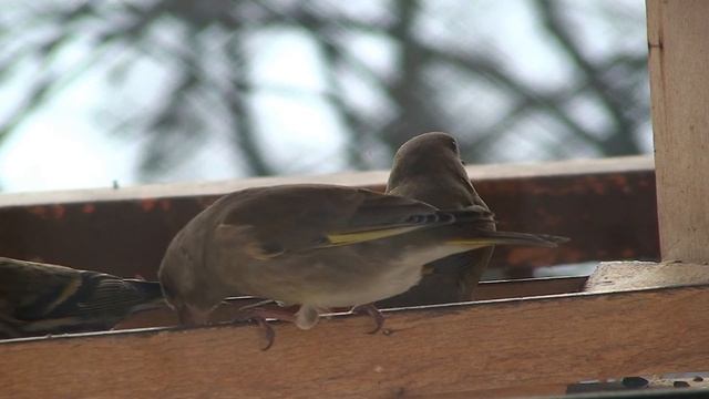 Zvonek zelený (Chloris chloris chloris) European greenfinch, Обыкновенная зеленушка, Grünfink смотреть онлайн