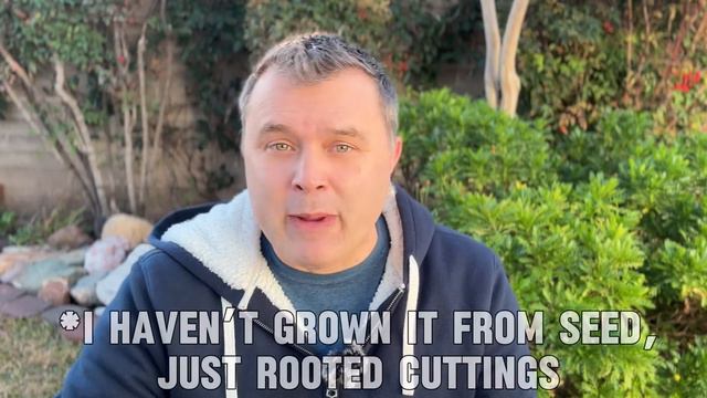 5 Tips for Better Petunias смотреть онлайн