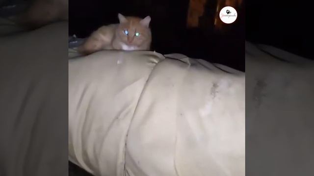 Несколько месяцев рыжий котик выживает на теплотрассе смотреть онлайн