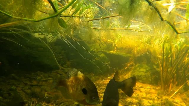 Record Heat Wave Creates Big Problems at the 5 Acre Pond! смотреть онлайн