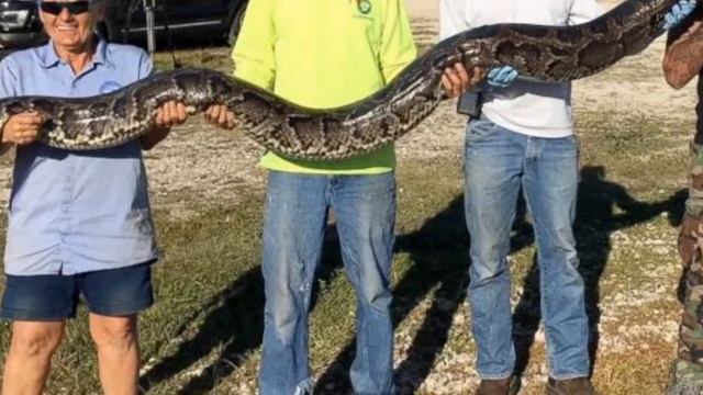 17ft Long And Weighing 140 Pounds Python With 73 Eggs Captured At Florida смотреть онлайн