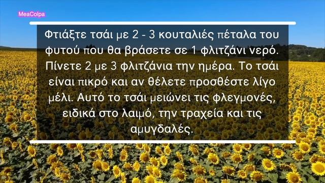 Ο Ηλίανθος ( Ηλιοτρόπιο ή Ηλιος ) κατεβάζει τη χοληστερίνη & όχι μόνο - Ηλιόσποροι στη γλάστρα σα смотреть онлайн