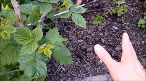 КРАСНЫЙ ЧЕРВЬ В ДОМАШНИХ УСЛОВИЯХ / КАК ВЫРАЩИВАТЬ (РАЗВОДИТЬ) КРАСНОГО ЧЕРВЯ ДЛЯ РЫБАЛКИ ТОП СПОСО