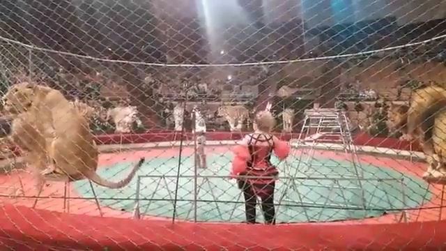 Цирк Львы и Тигры смотреть онлайн