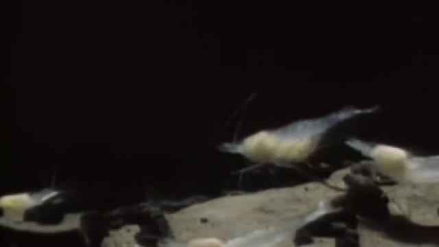 10 Существ, Которые Обитают в Пещерах. Зомби Чез смотреть онлайн