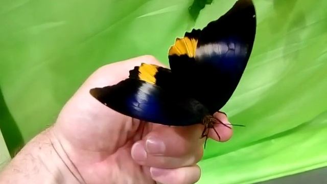 Калиго атрей (Caligo Atreus)-01