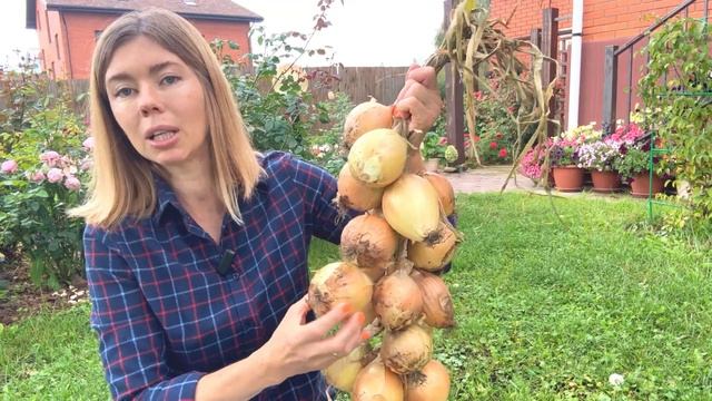 ВЫРАЩИВАЮ ЛУК ТОЛЬКО ИЗ СЕМЯН. Урожай лука за один сезон и никаких стрелок смотреть онлайн