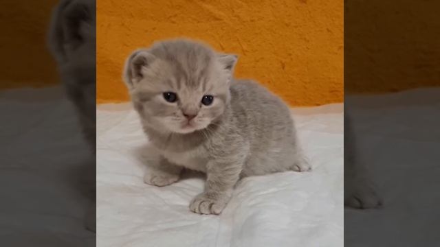 BRI j22 лиловая британская кошечка с питомника Мирасинель смотреть онлайн