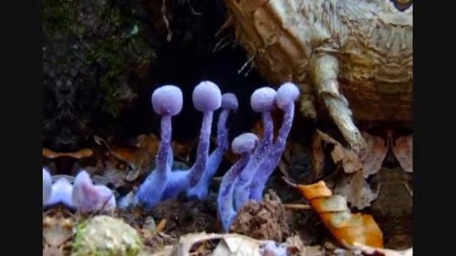 purple shrooms смотреть онлайн