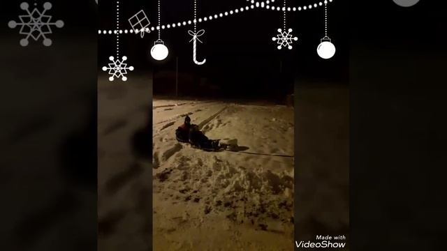 Хаски самоед. Катание на хаски и сомоеде смотреть онлайн