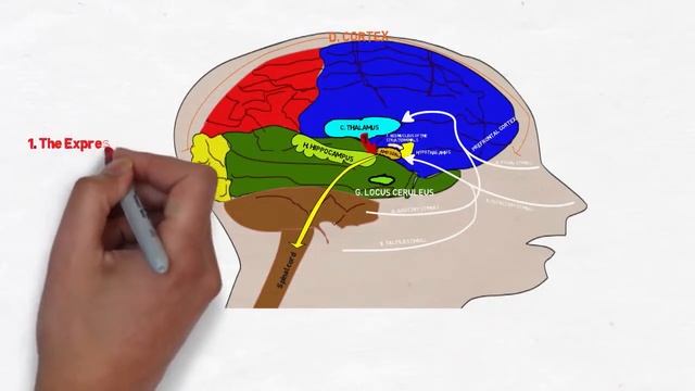 Brain reaction to Anxiety and stress смотреть онлайн