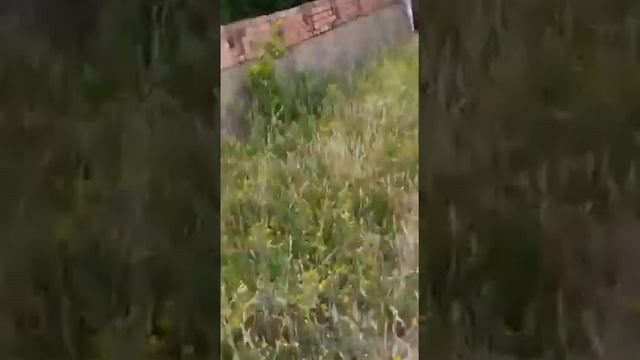 БЕРЕМЕННАЯ КРОЛЬЧИХА ПРОНИКЛА В ГОРОД И УСТРОИЛА СКАНДАЛ смотреть онлайн