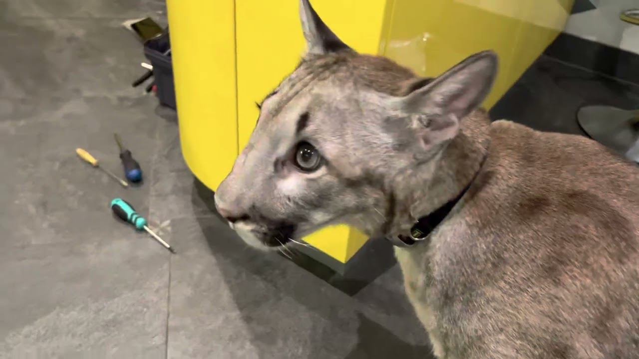 Пума Брэйдж и его пристальное наблюдение за ремонтом посудомойки