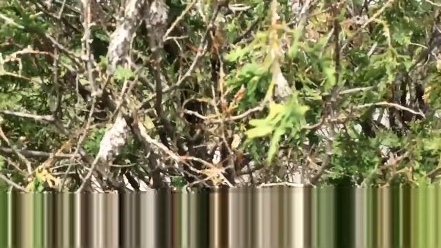 Why are my Arborvitae dying, brown, yellow thinning on the outside and inside. NJ tree and shrub смотреть онлайн