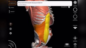 Миология / мышцы живота / мышцы пресса / анатомия мышц живота
