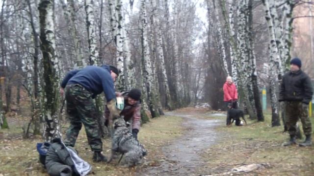 Дрессировка миттельшнауцера http://www.dogclass.ru/ смотреть онлайн