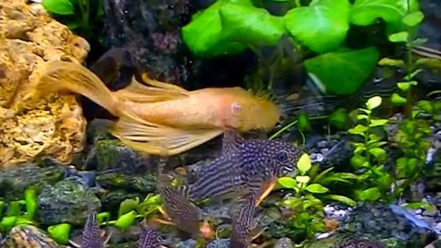 #Aquarium. Вуалевый анциструс, альбинос смотреть онлайн