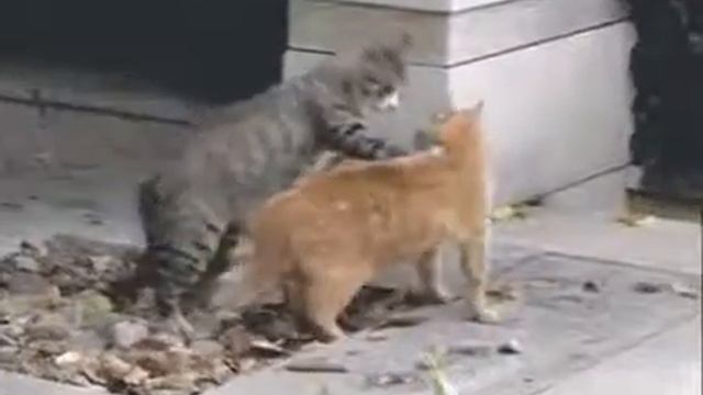 Кот борец! !!!! смотреть онлайн