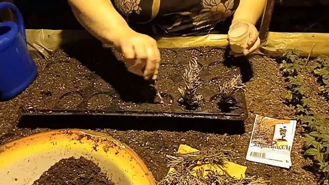 Черенкование Лаванды (Lavandula) смотреть онлайн