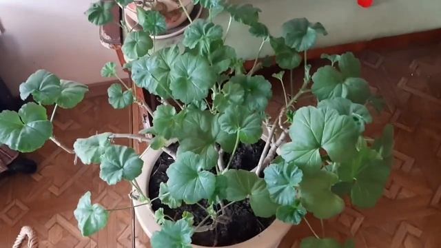 Пеларгония (герань), выращивание, уход смотреть онлайн