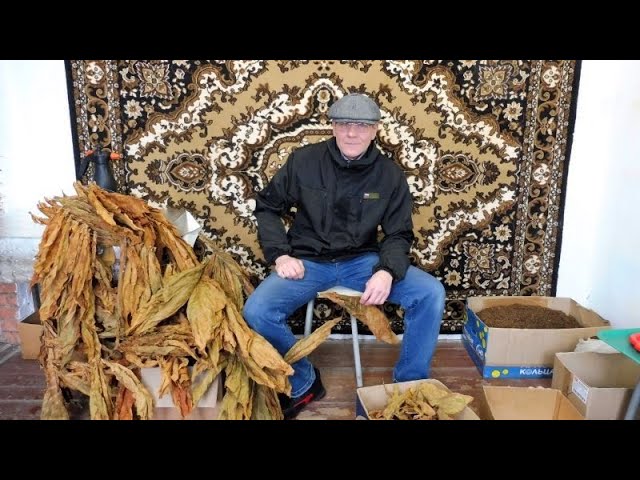 Удаляю центральную жилку и отвечаю на вопросы - Посев семян табака. смотреть онлайн