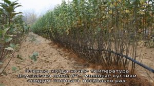 Айва японская, посадка и уход в открытом грунте