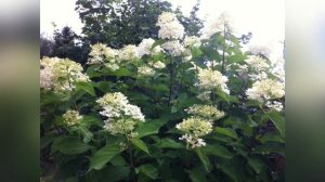 Метельчатая гортензия Фантом