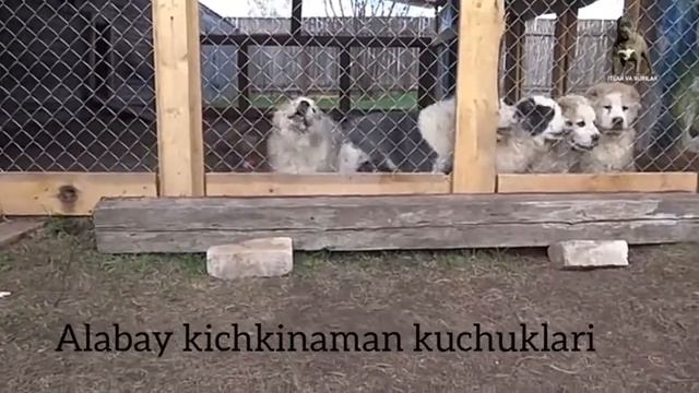 Zotdor itlar kichkina kuchuklar | Зотдор итлар кичкина кучуклар смотреть онлайн