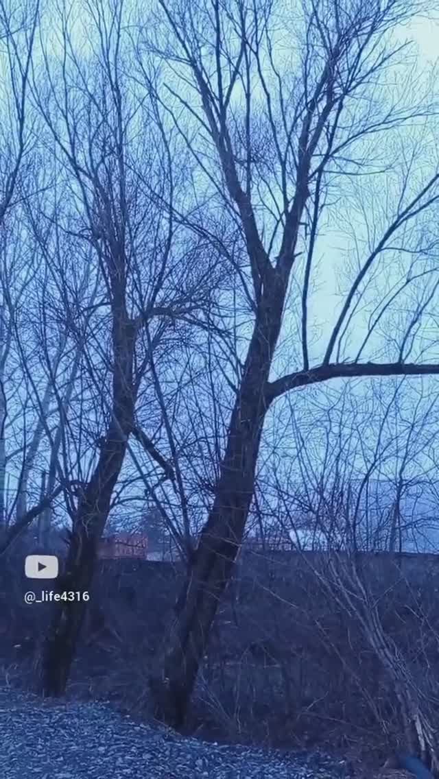 Птичка... смотреть онлайн