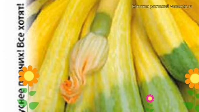 Кабачок Нежный зефир F1 (Кабачок). Краткий обзор, описание характеристик, где купить cucurbita pepo смотреть онлайн