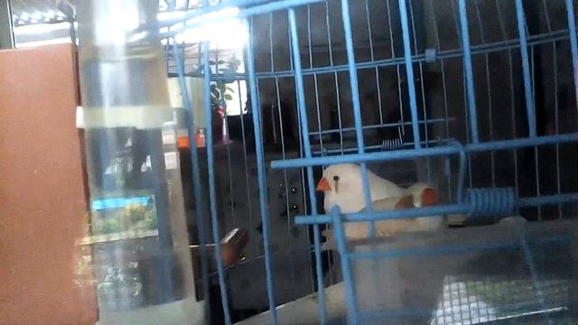 Амадины... Снесли. Яйцо лайк за малыша амадинчика