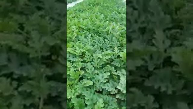 Арбуз Арашан F1 смотреть онлайн