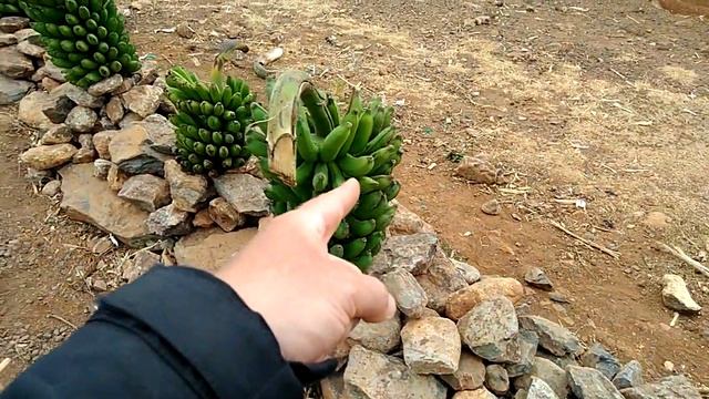 Зеленые бананы! Цена?! Перипатетик Peripatetic смотреть онлайн