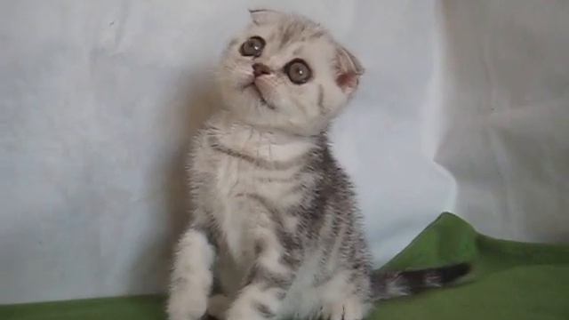 MVI 3841- Серебристый мраморный котик смотреть онлайн