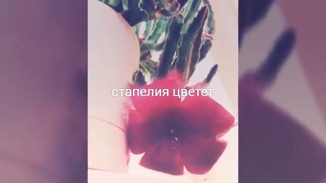Стапелия цветет. Stapelia. смотреть онлайн