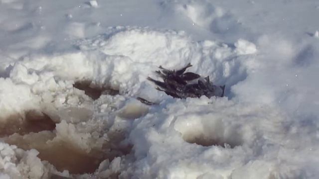 Рыбалка в Бабаевском районе. смотреть онлайн