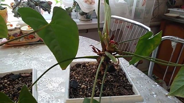 #Обзор реанимашки Антуриума. Состояние через 3 дня. смотреть онлайн